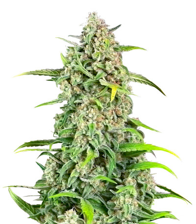 Сорт Jealousy Z XL Auto fem (Sweet Seeds) Сорт Jealousy Z XL Auto fem (Sweet Seeds)
