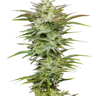 Сорт Jelly Donutz Auto fem (Humboldt Seed Company) Сорт Jelly Donutz Auto fem (Humboldt Seed Company)