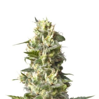 Сорт Lemon Shining Silver Haze fem (RQS) Сорт Lemon Shining Silver Haze fem (RQS)