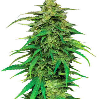 Сорт Mango Sherbert Auto fem (Humboldt Seed Company) Сорт Mango Sherbert Auto fem (Humboldt Seed Company)