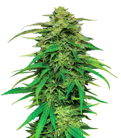 Сорт Mango Sherbert Auto fem (Humboldt Seed Company) Сорт Mango Sherbert Auto fem (Humboldt Seed Company)