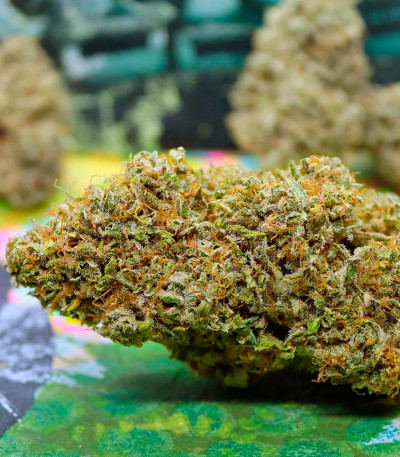 Сорт Mint Jelly Auto fem (Humboldt Seed Company) Сорт Mint Jelly Auto fem (Humboldt Seed Company) — изображение 3