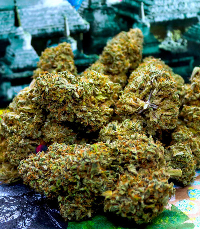 Сорт Mint Jelly Auto fem (Humboldt Seed Company) Сорт Mint Jelly Auto fem (Humboldt Seed Company) — изображение 4