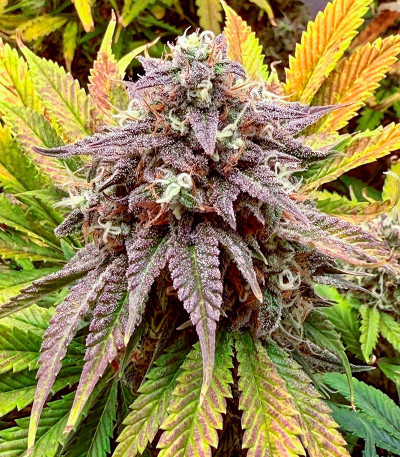Сорт Mint Jelly Auto fem (Humboldt Seed Company) Сорт Mint Jelly Auto fem (Humboldt Seed Company) — изображение 6