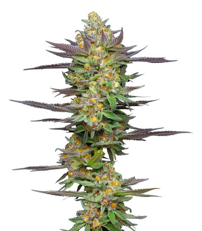 Сорт Mint Jelly Auto fem (Humboldt Seed Company) Сорт Mint Jelly Auto fem (Humboldt Seed Company)
