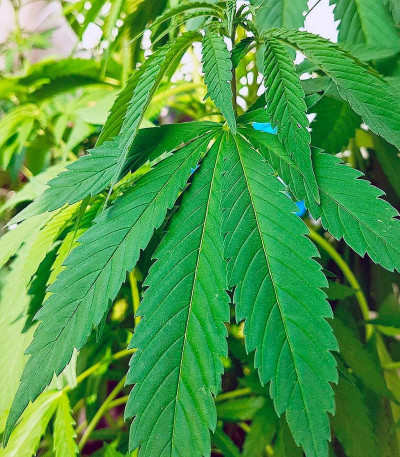 Сорт Original Cheese IBL fem (Paradise Seeds) Сорт Original Cheese IBL fem (Paradise Seeds) — изображение 3