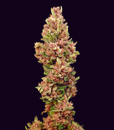 Сорт Papaya Zoap Auto fem (Sweet Seeds) Сорт Papaya Zoap Auto fem (Sweet Seeds) — изображение 3