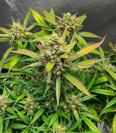 Сорт Papaya Zoap Auto fem (Sweet Seeds) Сорт Papaya Zoap Auto fem (Sweet Seeds) — изображение 4