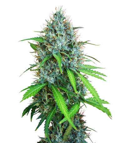 Сорт Papaya Zoap Auto fem (Sweet Seeds) Сорт Papaya Zoap Auto fem (Sweet Seeds)