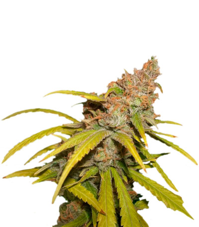 Сорт Pineapple Chunk fem (Barney's Farm) Сорт Pineapple Chunk fem (Barney's Farm)