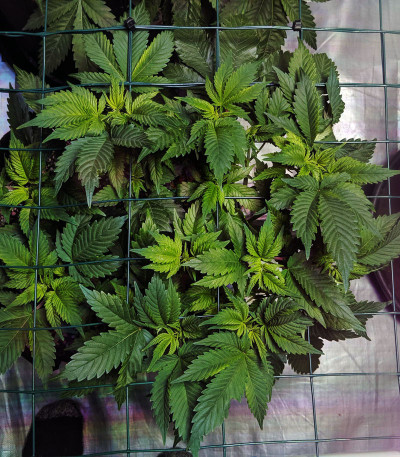 Сорт Pineapple Chunk fem (Barney's Farm) Сорт Pineapple Chunk fem (Barney's Farm) — изображение 4