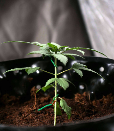 Сорт Pineapple Chunk fem (Barney's Farm) Сорт Pineapple Chunk fem (Barney's Farm) — изображение 5