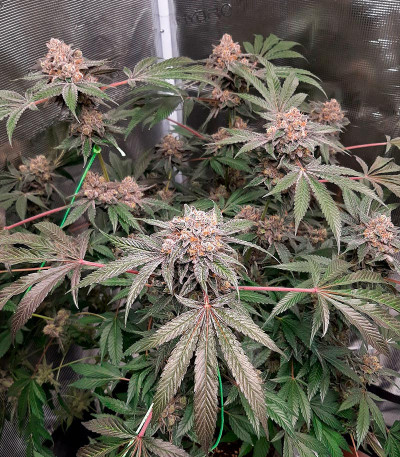 Сорт Rainbow Melon fem (FastBuds) Сорт Rainbow Melon fem (FastBuds) — изображение 4