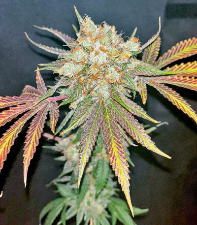 Сорт Rainbow Melon fem (FastBuds) Сорт Rainbow Melon fem (FastBuds) — изображение 7