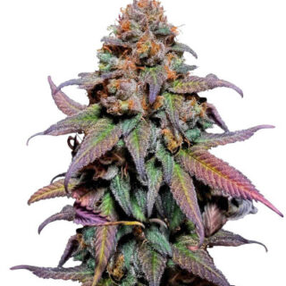 Сорт Rainbow Melon fem (FastBuds) Сорт Rainbow Melon fem (FastBuds)