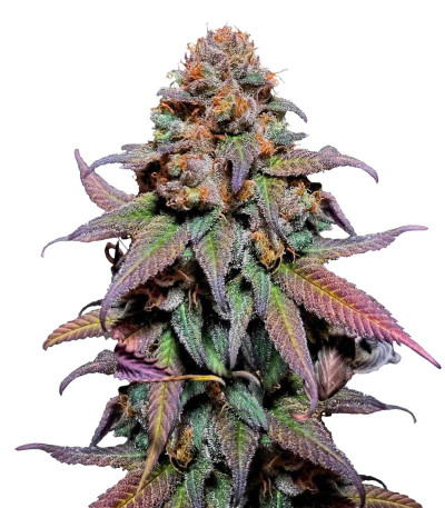 Сорт Rainbow Melon fem (FastBuds) Сорт Rainbow Melon fem (FastBuds)
