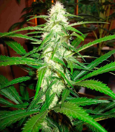 Сорт Sugar Black Rose fem (Delicious Seeds) Сорт Sugar Black Rose fem (Delicious Seeds) — изображение 3