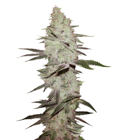 Сорт Six Shooter auto fem (FastBuds) Сорт Six Shooter auto fem (FastBuds)