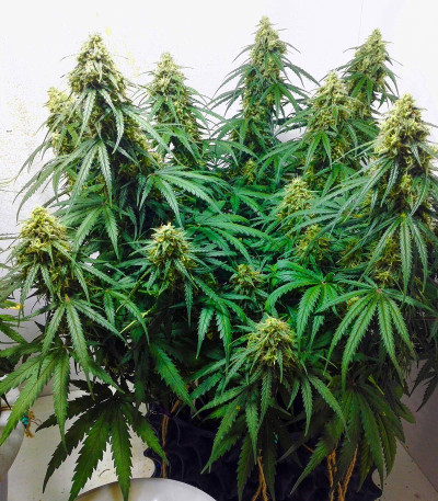 Сорт Six Shooter auto fem (FastBuds) Сорт Six Shooter auto fem (FastBuds) — изображение 3