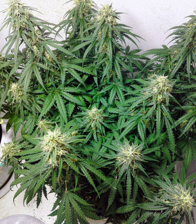 Сорт Six Shooter auto fem (FastBuds) Сорт Six Shooter auto fem (FastBuds) — изображение 5