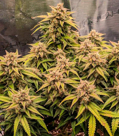 Сорт Sweet Zenzation XL Auto fem (Sweet Seeds) Сорт Sweet Zenzation XL Auto fem (Sweet Seeds) — изображение 3
