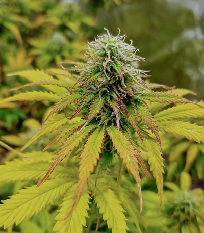 Сорт Sweet Zenzation XL Auto fem (Sweet Seeds) Сорт Sweet Zenzation XL Auto fem (Sweet Seeds) — изображение 4