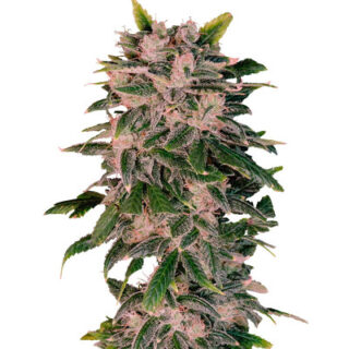 Сорт Sweet Zenzation XL Auto fem (Sweet Seeds) Сорт Sweet Zenzation XL Auto fem (Sweet Seeds)
