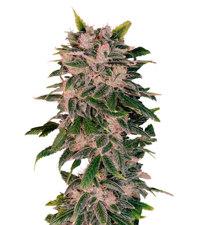 Сорт Sweet Zenzation XL Auto fem (Sweet Seeds) Сорт Sweet Zenzation XL Auto fem (Sweet Seeds)