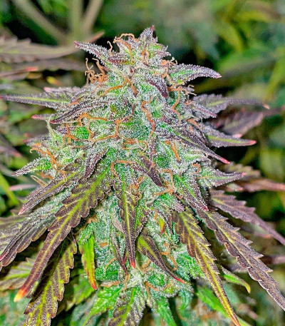 Сорт Vanilla Latte Auto fem (Humboldt Seed Company) Сорт Vanilla Latte Auto fem (Humboldt Seed Company) — изображение 3