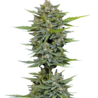 Сорт Vanilla Latte Auto fem (Humboldt Seed Company) Сорт Vanilla Latte Auto fem (Humboldt Seed Company)