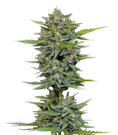 Сорт Vanilla Latte Auto fem (Humboldt Seed Company) Сорт Vanilla Latte Auto fem (Humboldt Seed Company)