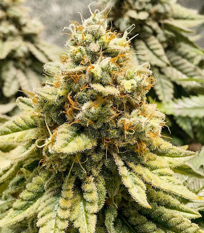 Сорт Wedding Cake fem (Barney's Farm) Сорт Wedding Cake fem (Barney's Farm) — изображение 3