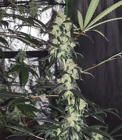 Сорт Wedding Cake fem (Barney's Farm) Сорт Wedding Cake fem (Barney's Farm) — изображение 5