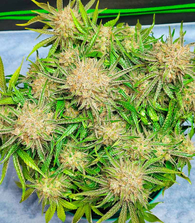 Сорт Ztrawberriez Auto fem (FastBuds) Сорт Ztrawberriez Auto fem (FastBuds) — изображение 7