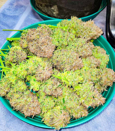 Сорт Ztrawberriez Auto fem (FastBuds) Сорт Ztrawberriez Auto fem (FastBuds) — изображение 4