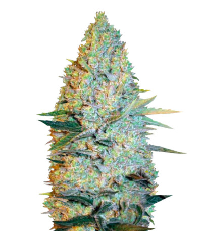 Сорт Amnesium fem (Victory Seeds) Сорт Amnesium fem (Victory Seeds)