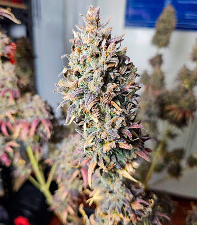 Сорт Apple Betty fem (Herbies Seeds) Сорт Apple Betty fem (Herbies Seeds) — изображение 4