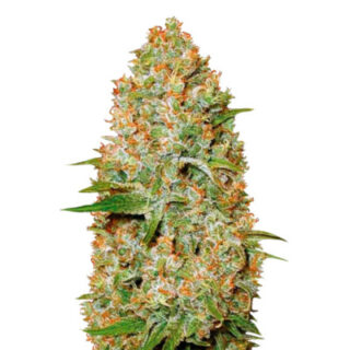 Сорт Auto Amnesium fem (Victory Seeds) Сорт Auto Amnesium fem (Victory Seeds)