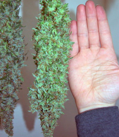 Сорт Big Bang fem (GHS) Сорт Big Bang fem (GHS) — изображение 3