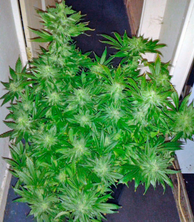 Сорт Big Bang fem (GHS) Сорт Big Bang fem (GHS) — изображение 5