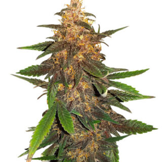 Сорт Blackberry Moonrocks Auto fem (AlphaFem Seeds) Сорт Blackberry Moonrocks Auto fem (AlphaFem Seeds)