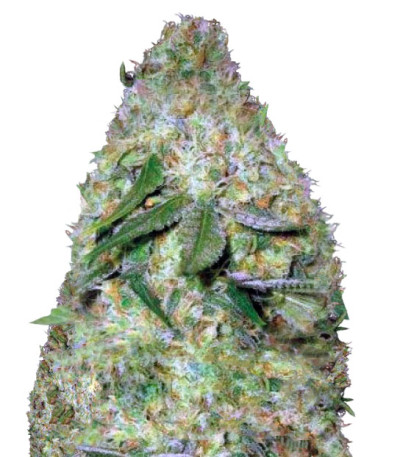 Сорт Chronic Monster XXL fem (Victory Seeds) Сорт Chronic Monster XXL fem (Victory Seeds)