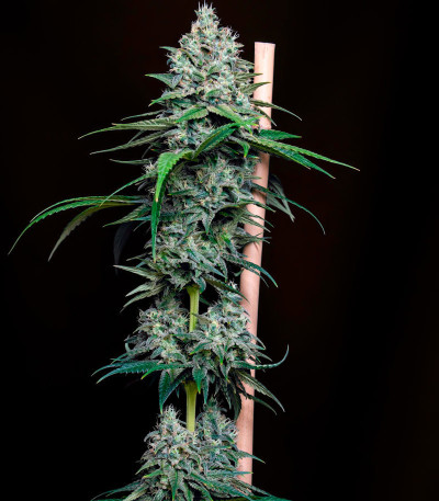 Сорт Cookies Gelato fem (RQS) Сорт Cookies Gelato fem (RQS) — изображение 3