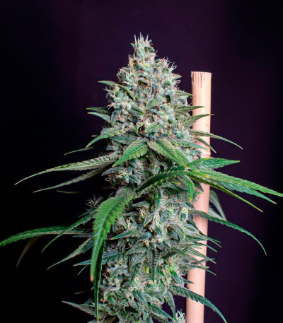 Сорт Cookies Gelato fem (RQS) Сорт Cookies Gelato fem (RQS) — изображение 5