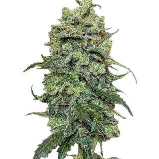 Сорт Cookies Gelato fem (RQS) Сорт Cookies Gelato fem (RQS)