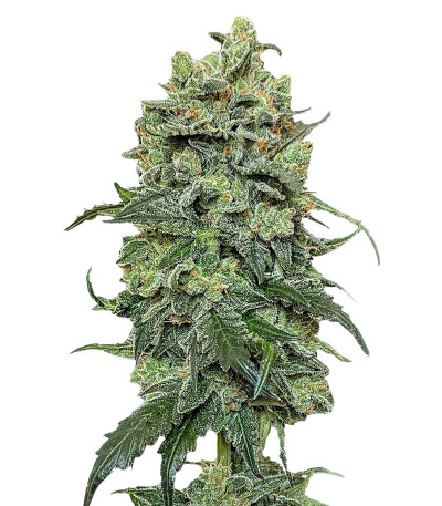 Сорт Cookies Gelato fem (RQS) Сорт Cookies Gelato fem (RQS)