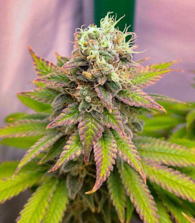 Сорт Gelato #45 fem (Barney's Farm) Сорт Gelato #45 fem (Barney's Farm) — изображение 3