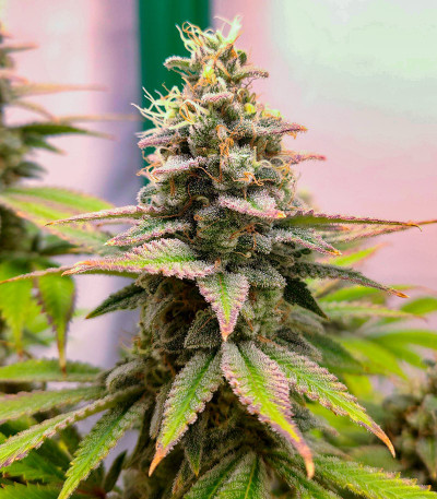 Сорт Gelato #45 fem (Barney's Farm) Сорт Gelato #45 fem (Barney's Farm) — изображение 4