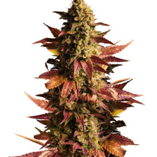 Сорт Gelato #45 fem (Barney's Farm) Сорт Gelato #45 fem (Barney's Farm)