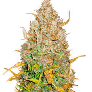 Сорт GMO Auto fem (Barney's Farm) Сорт GMO Auto fem (Barney's Farm)